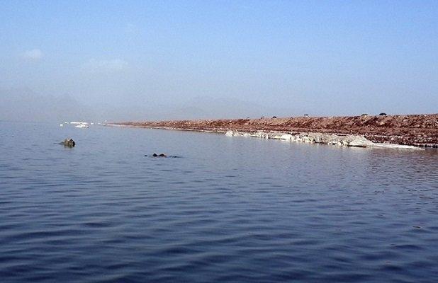 بانک ژن آرتمیا رونمایی می گردد، احیای تنها موجود زنده دریاچه ارومیه