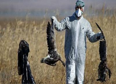 شیوع آنفلوانزای پرندگان در چین همزمان با کرونا