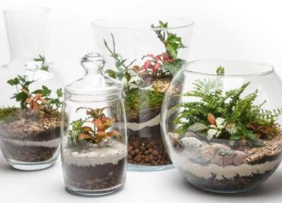 تراریوم یا باغ شیشه ای، از نحوه ساخت تا گیاهان مخصوص برای کاشت