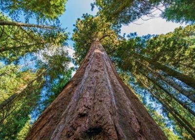 بلندترین درخت جهان کجاست و چه نام دارد؟