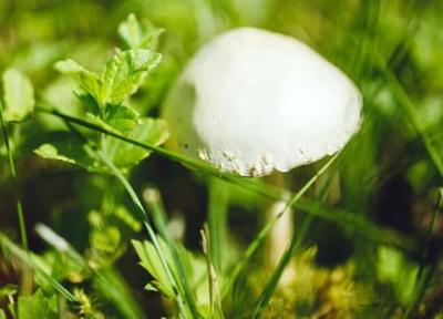 کشنده ترین قارچ دنیا معروف به جام مرگ