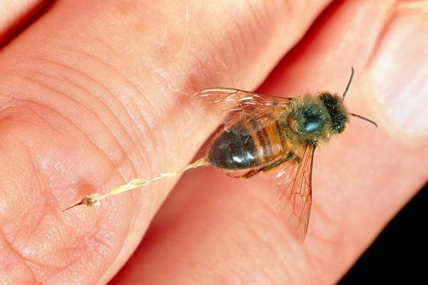 کشف تازه دانشمندان: صدای مکالمات زنبور های ملکه ضبط و ترجمه شد