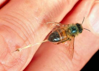 کشف تازه دانشمندان: صدای مکالمات زنبور های ملکه ضبط و ترجمه شد