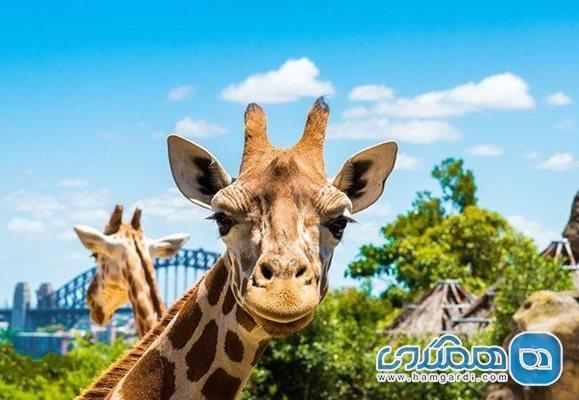 باغ وحش تارونگا یکی از معروف ترین جاذبه های گردشگری سیدنی است