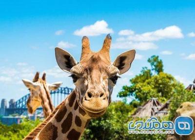 باغ وحش تارونگا یکی از معروف ترین جاذبه های گردشگری سیدنی است