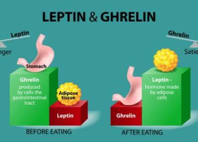 15 حقیقت علمی درباره هورمون های گرلین و لپتین که کنترل اشتهای شما را در دست دارند 15 حقیقت علمی درباره هورمون های گرلین و لپتین که کنترل اشتهای شما را در دست دارند
